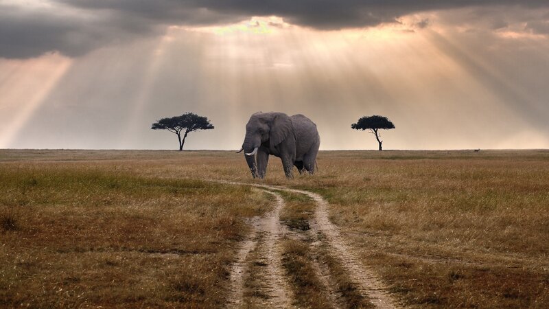 Elephant on Savanna — Brown