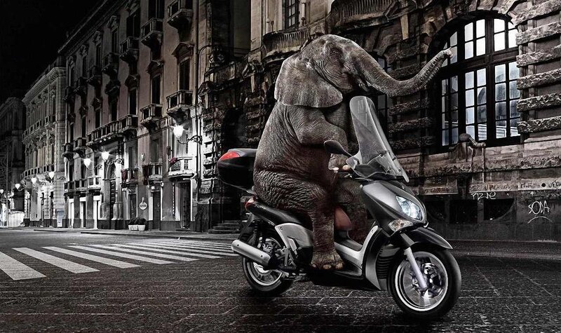 Elephant on Scooter