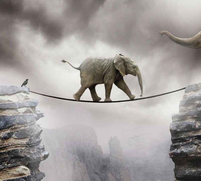 Elephant on Tightrope