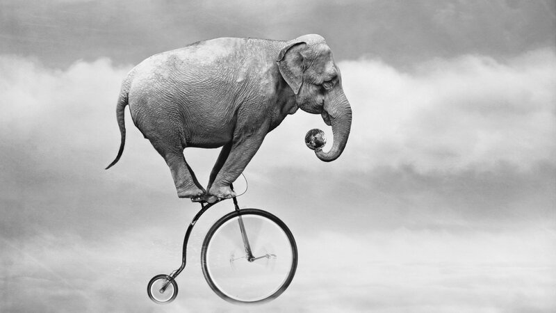 Elephant on Unicycle