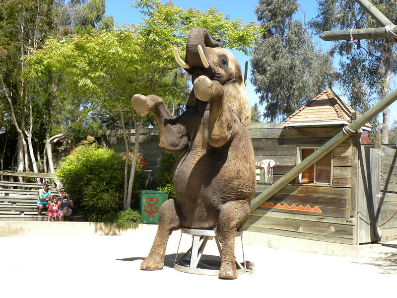 Elephant performing on a stool