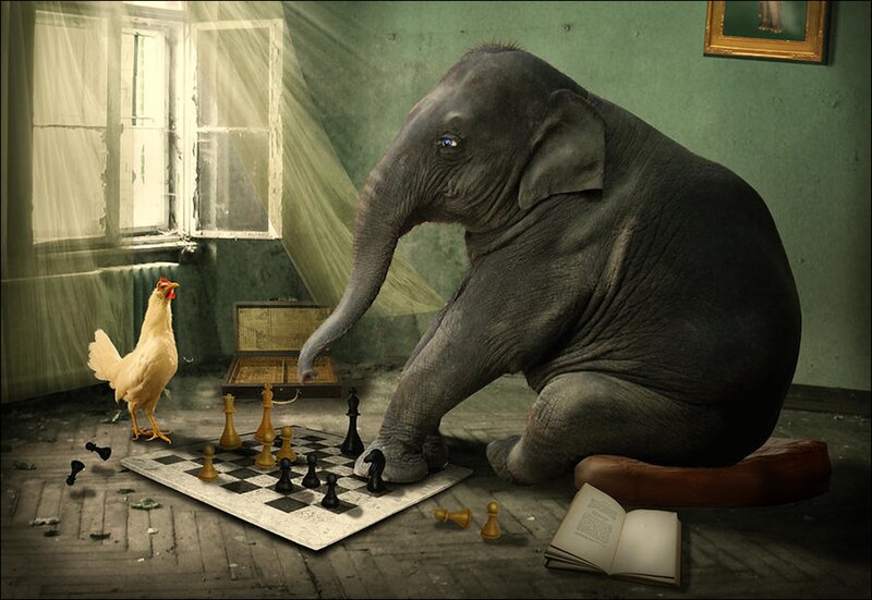 Elephant Playing Chess