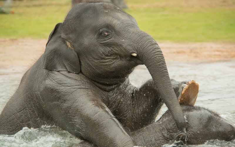 elephant playing in water