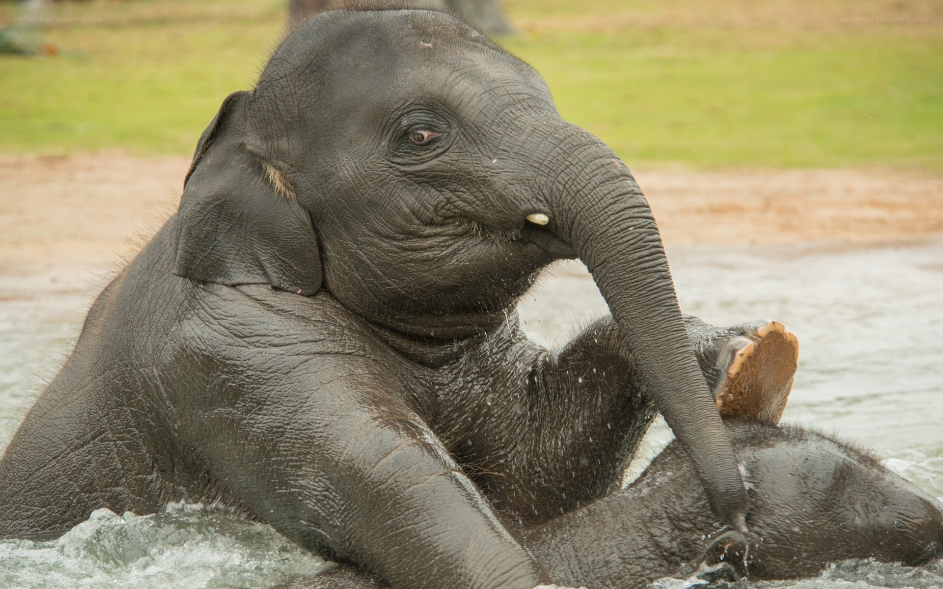elephant playing in water