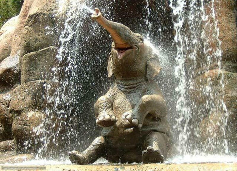 elephant playing in waterfall