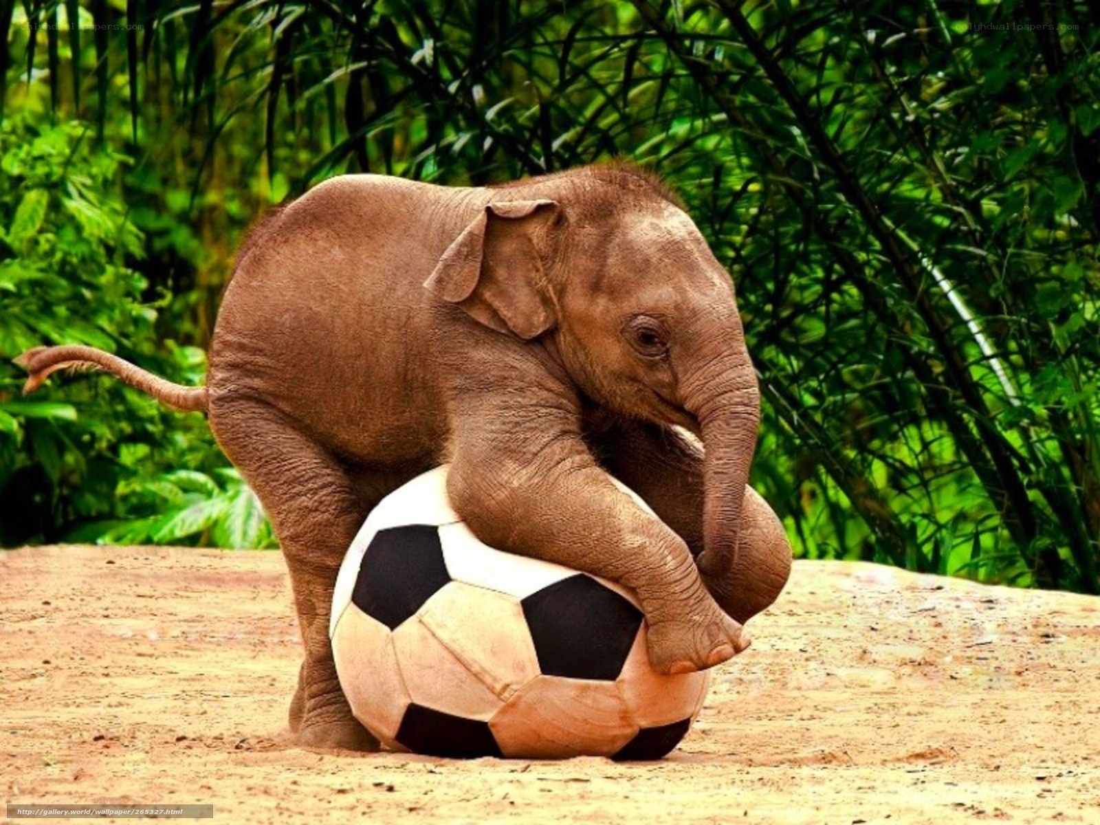 elephant playing with soccer ball