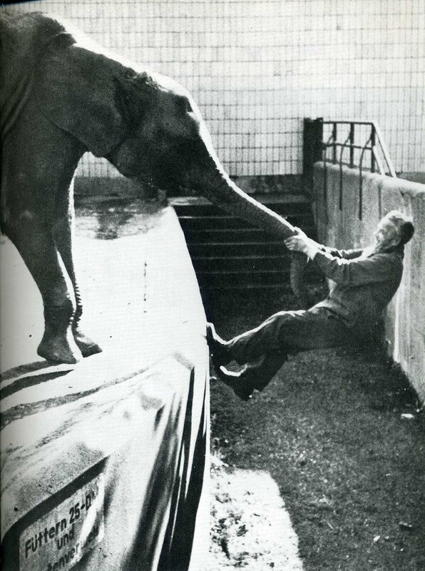 Elephant pulling man by trunk