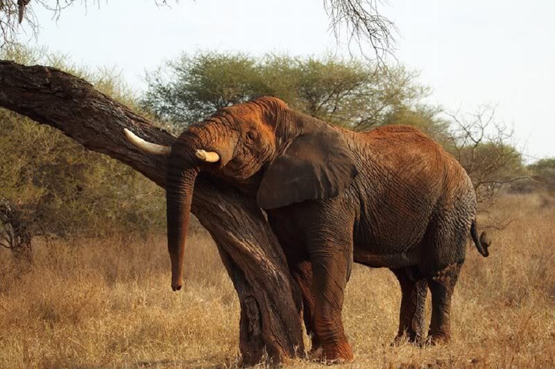 Elephant Pushing Tree