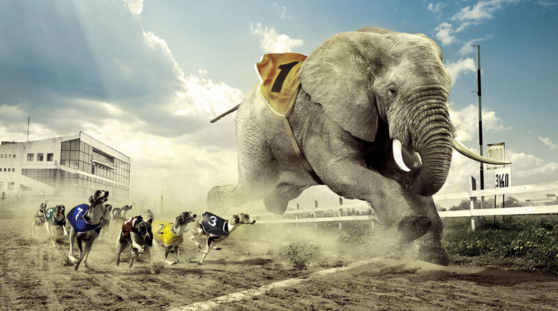 Elephant race with greyhounds