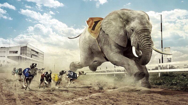 Elephant Racing Dogs — Brown