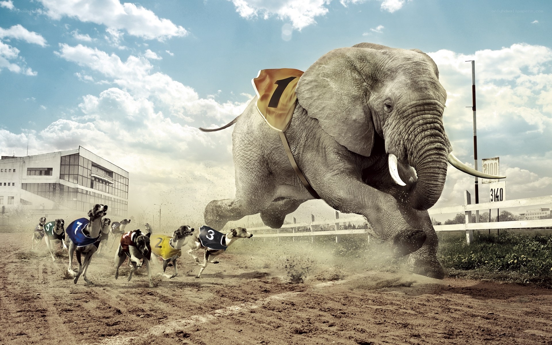 Elephant racing with greyhounds