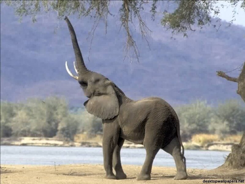 Elephant Reaching for Leaves