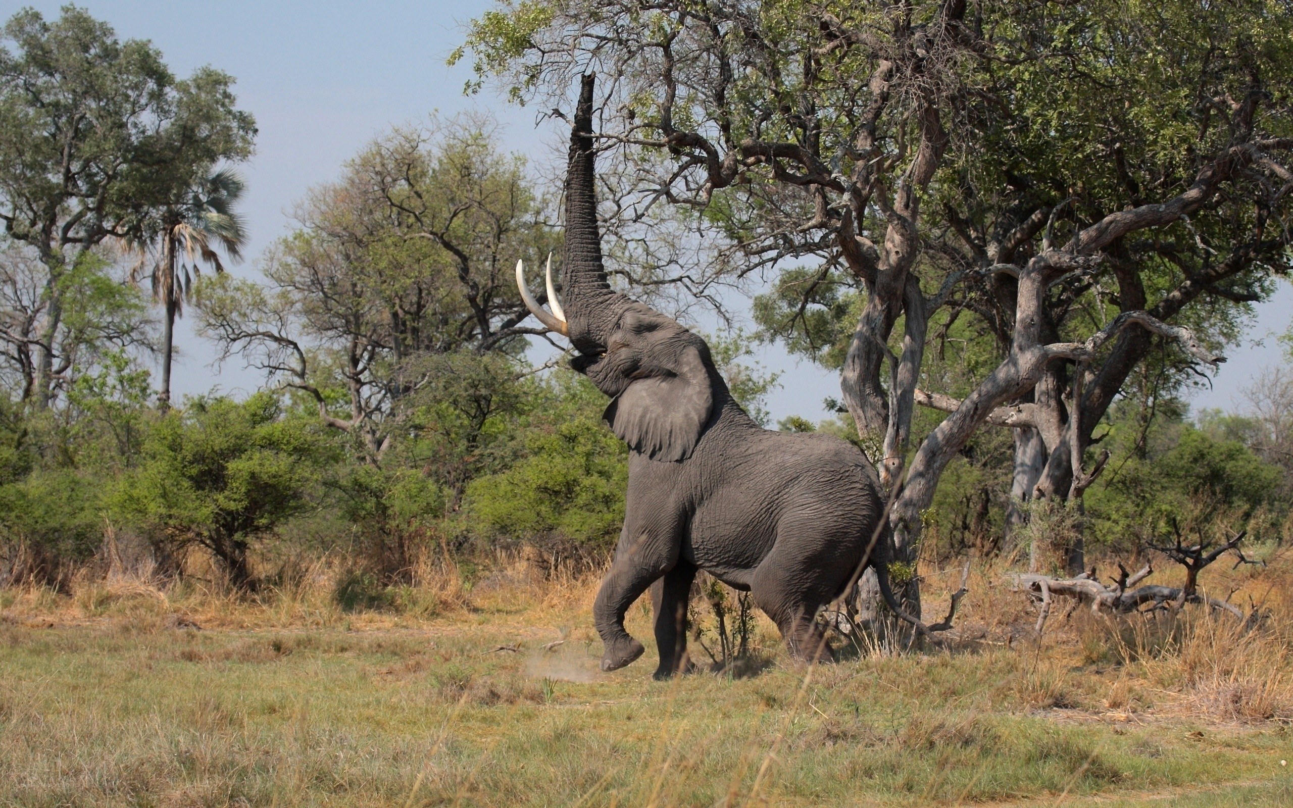 Elephant reaching for tree branches