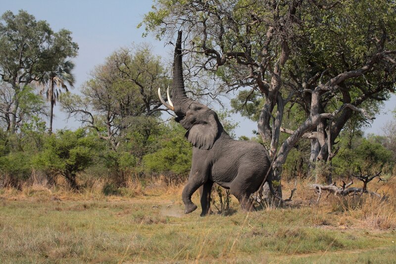 Elephant Reaching for Tree — Green