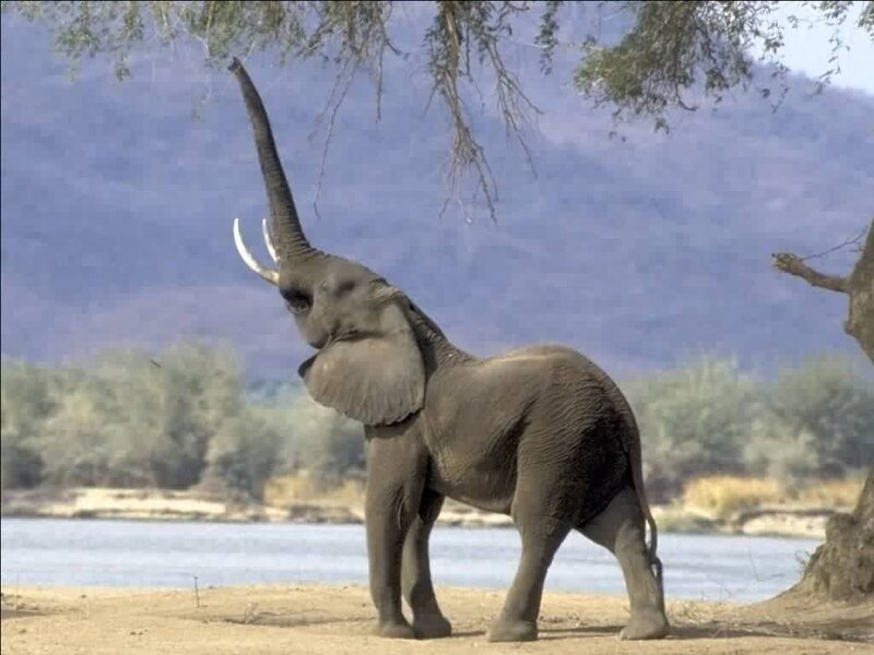 elephant reaching for tree leaves