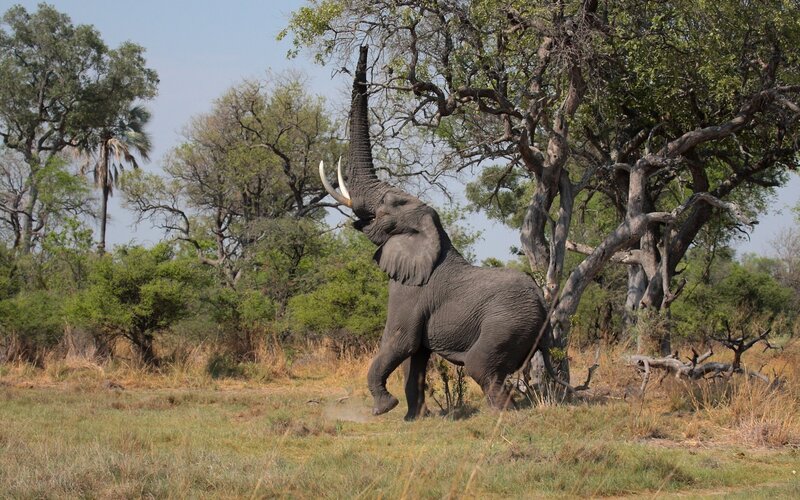 Elephant reaching for tree leaves