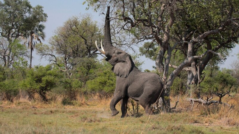 Elephant Reaching for Tree