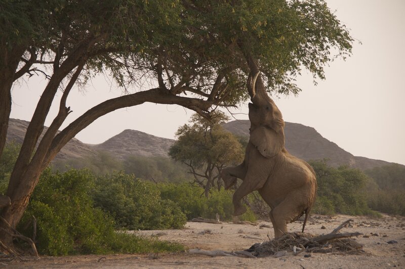 Elephant Reaching Tree — Brown, Natural