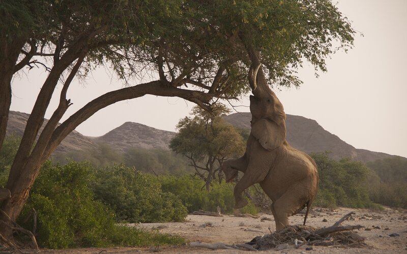 Elephant Reaching Tree — Brown