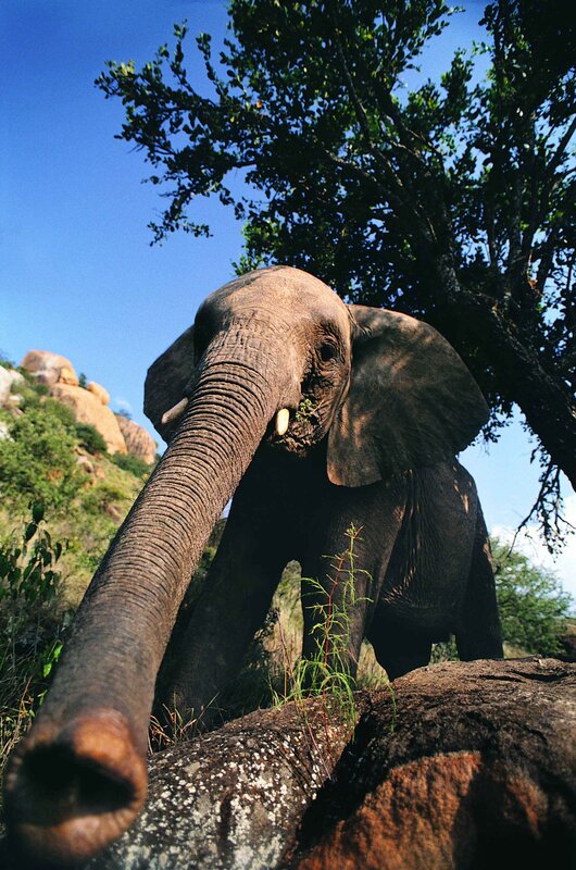Elephant reaching with trunk