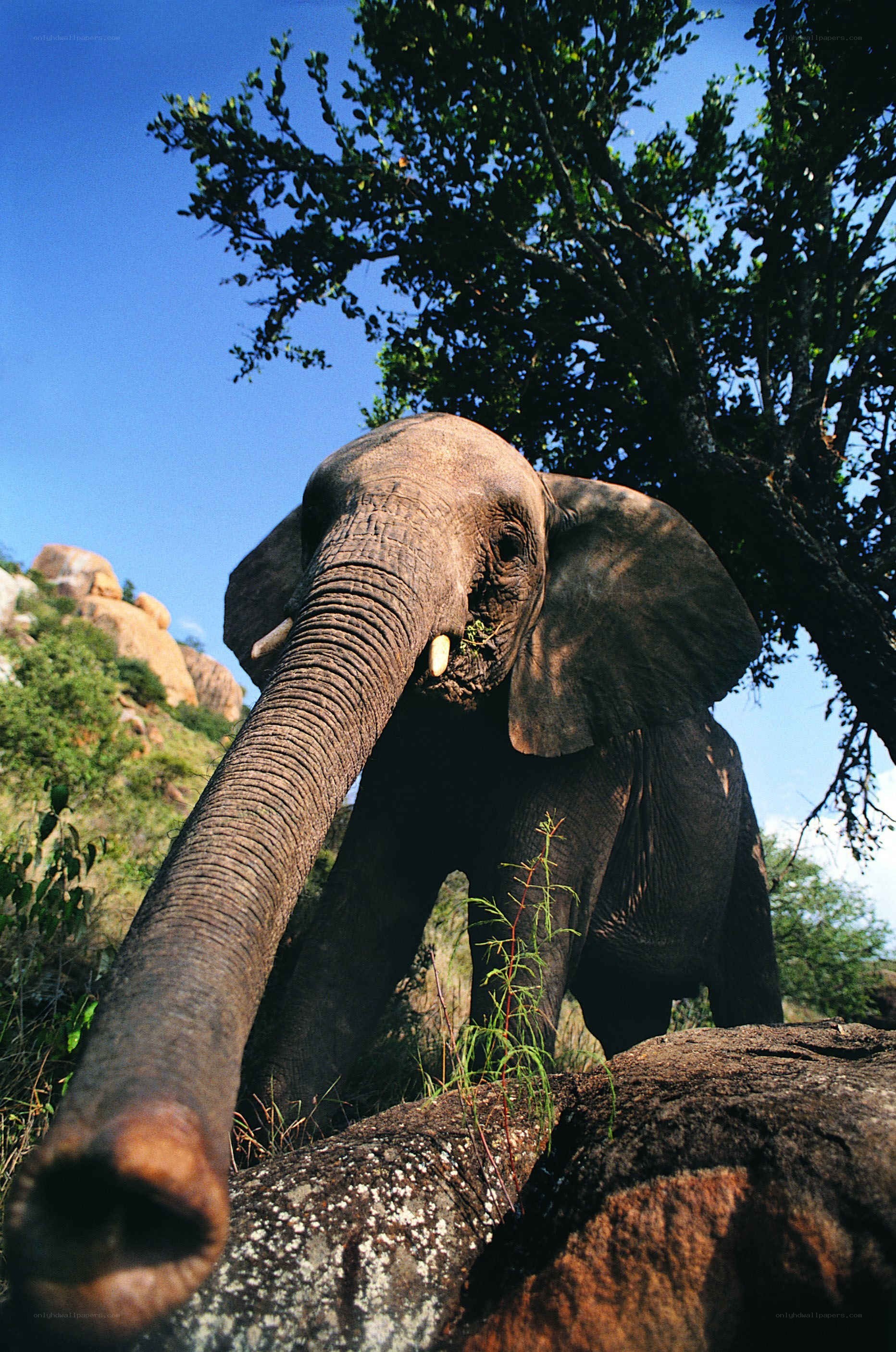 Elephant reaching with trunk