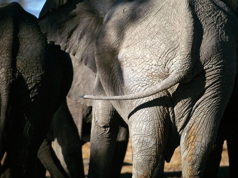 elephant rear view