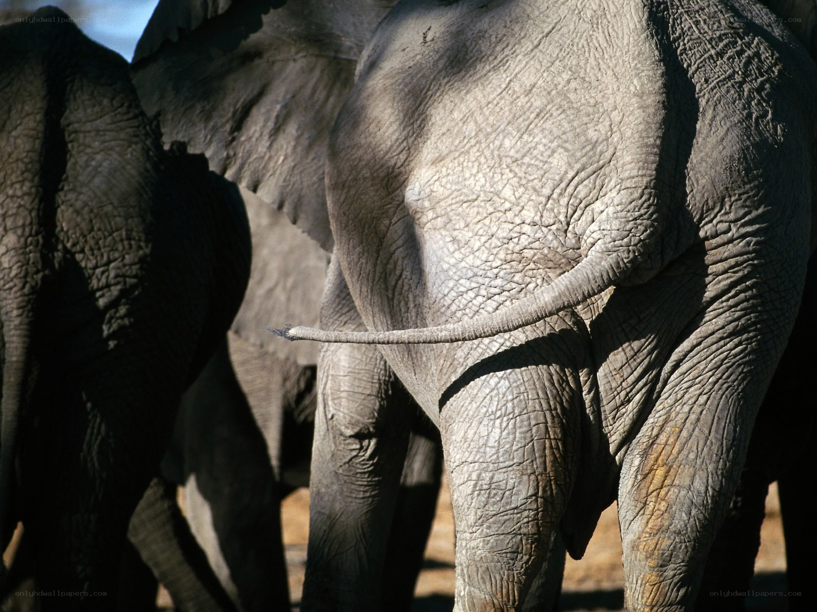 elephant rear view