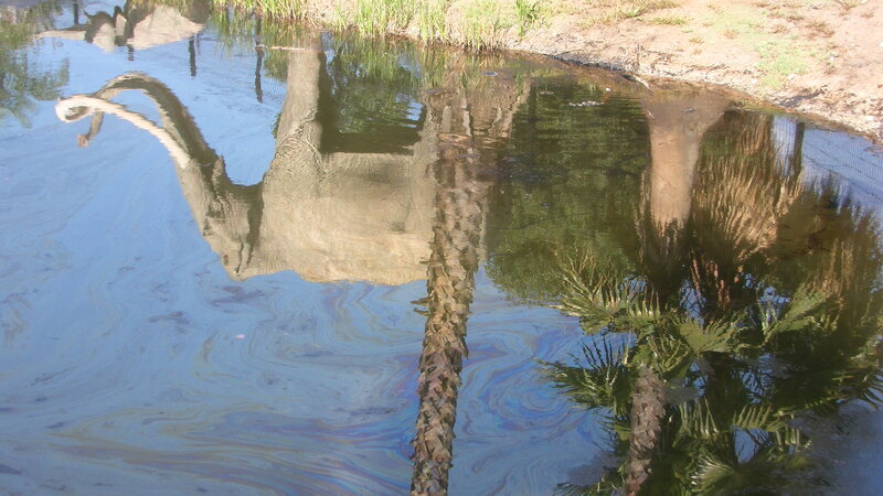 Elephant Reflection in Water