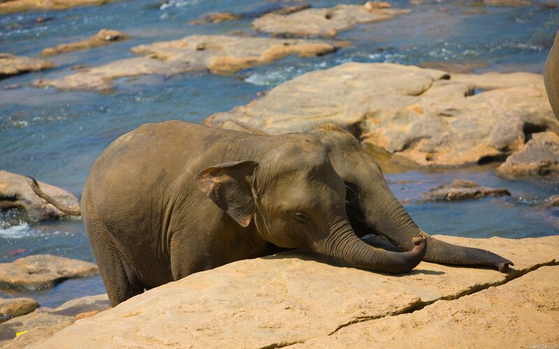 Elephant resting by a river