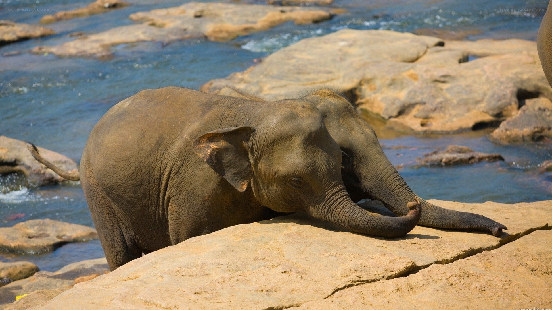 Elephant resting by river