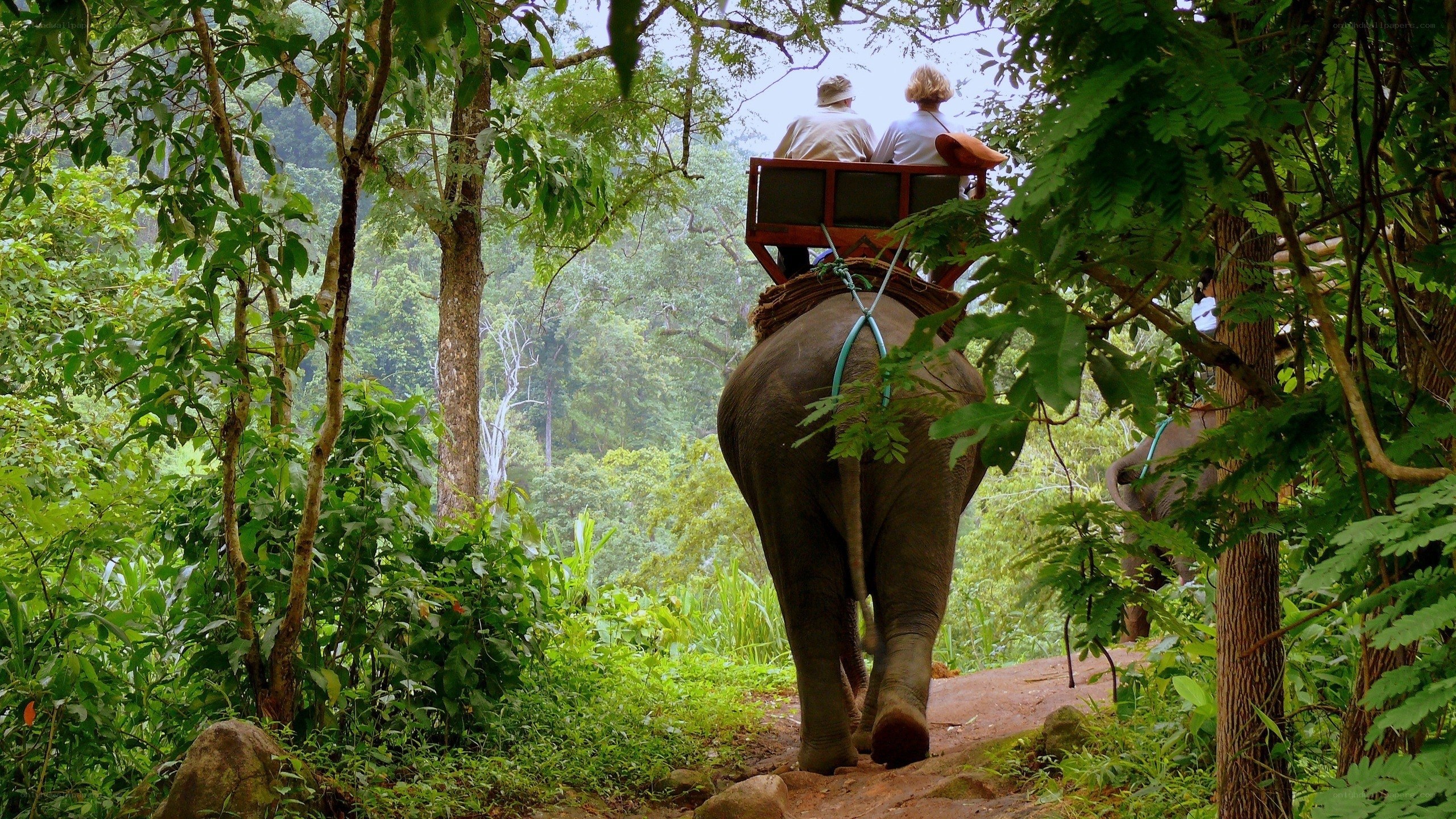 Elephant ride through forest