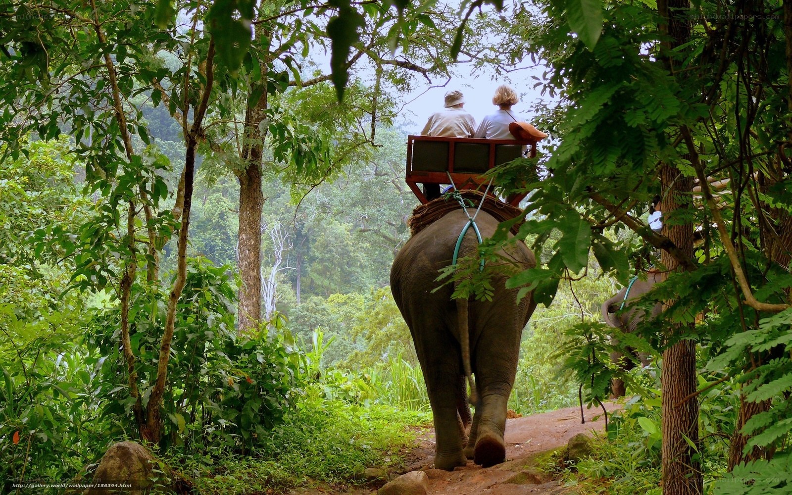 Elephant ride through forest