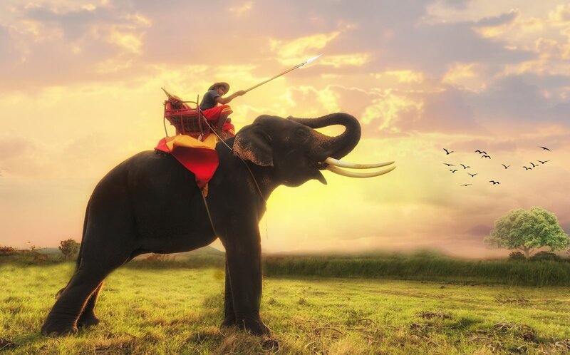 Elephant Rider in Field