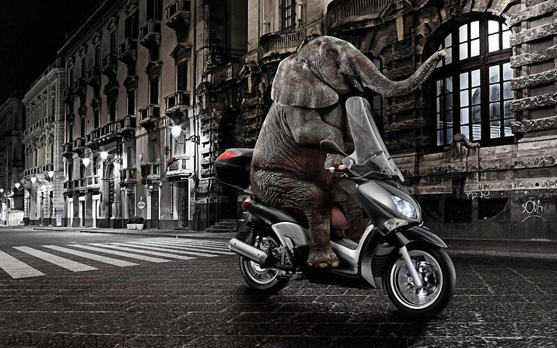elephant riding scooter at night