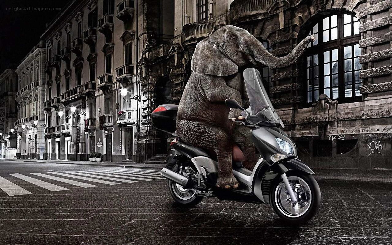 elephant riding scooter at night