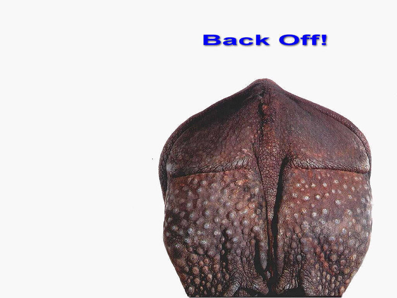 elephant's rear view