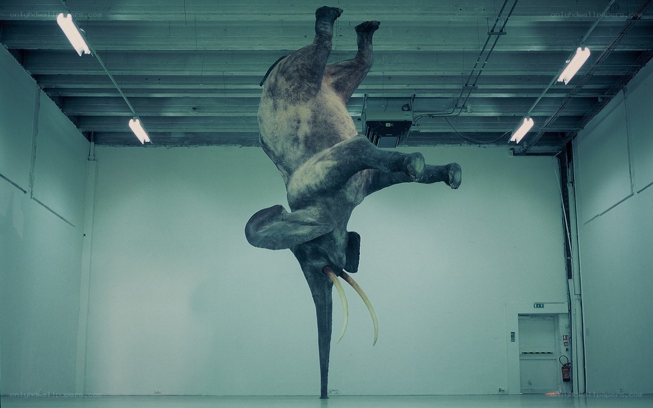 Elephant sculpture in gallery