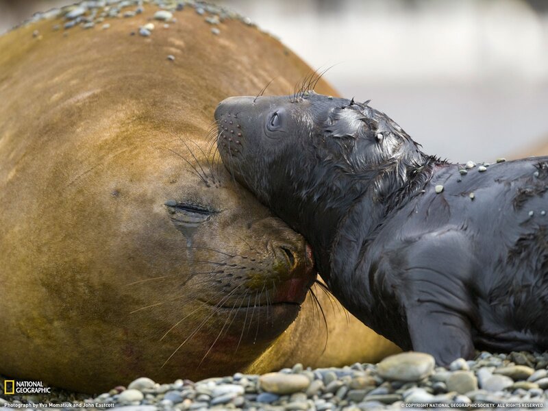 Elephant seal mother and pup