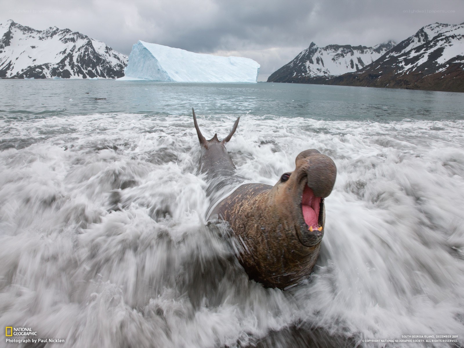 Elephant seal on a beach