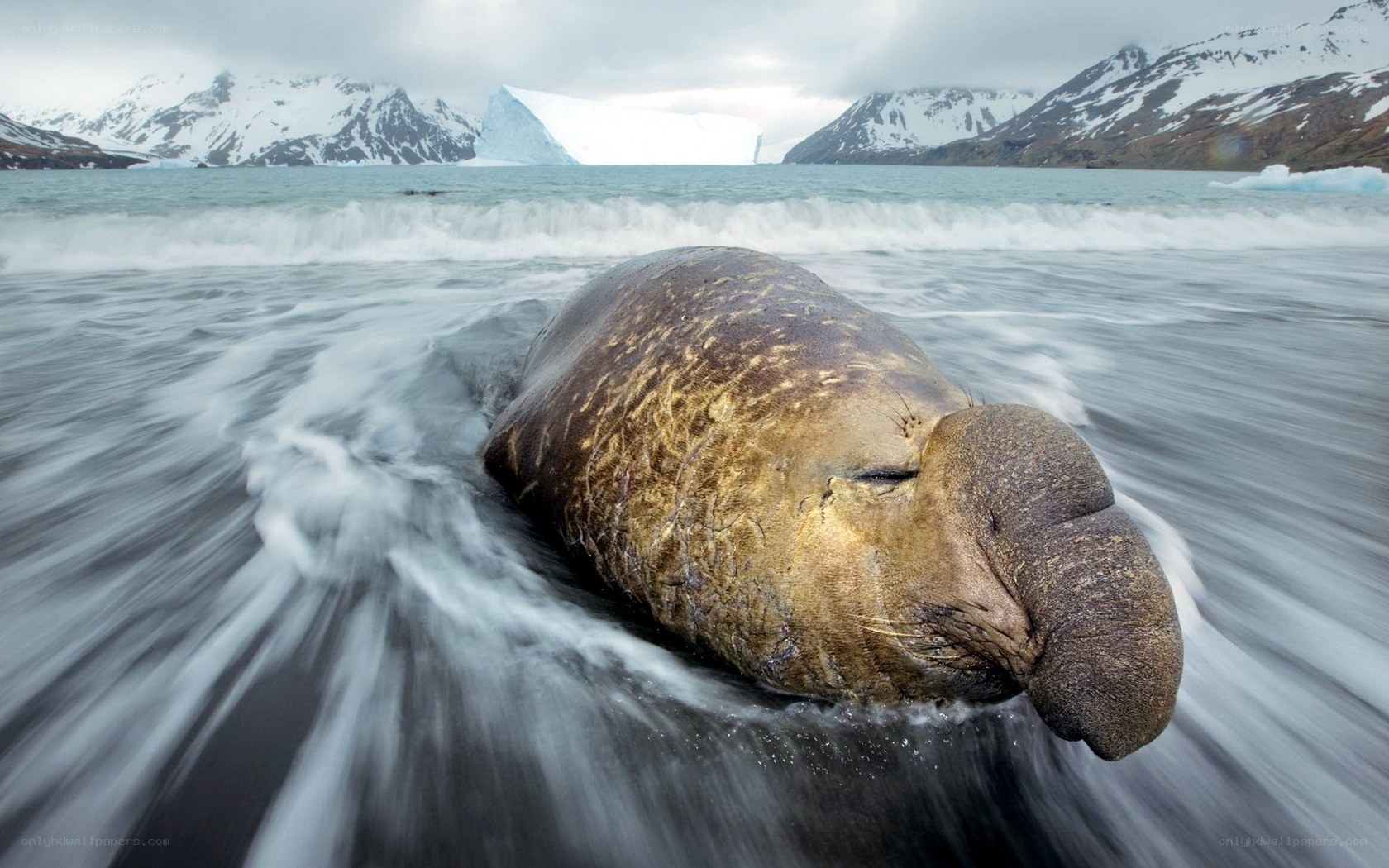 Elephant seal on a beach