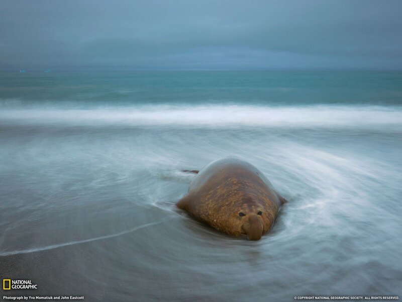 Elephant Seal on Beach — Blue