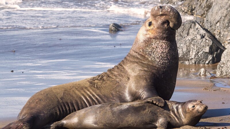 Elephant Seal on Beach — Gray, Natural