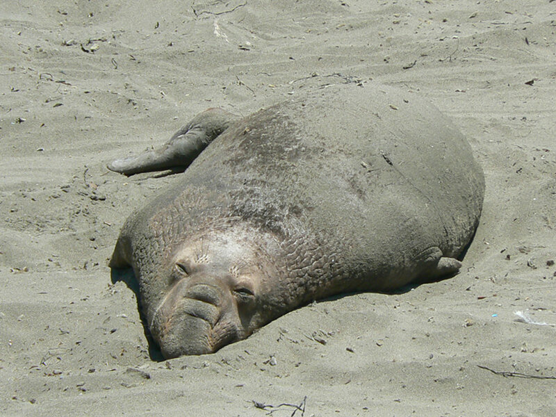 Elephant Seal on Beach — Gray