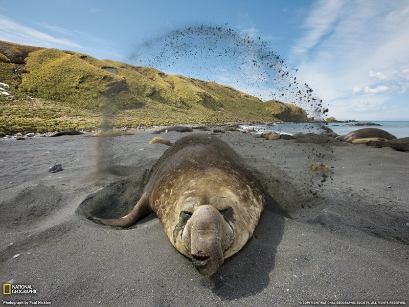 Elephant seal on beach