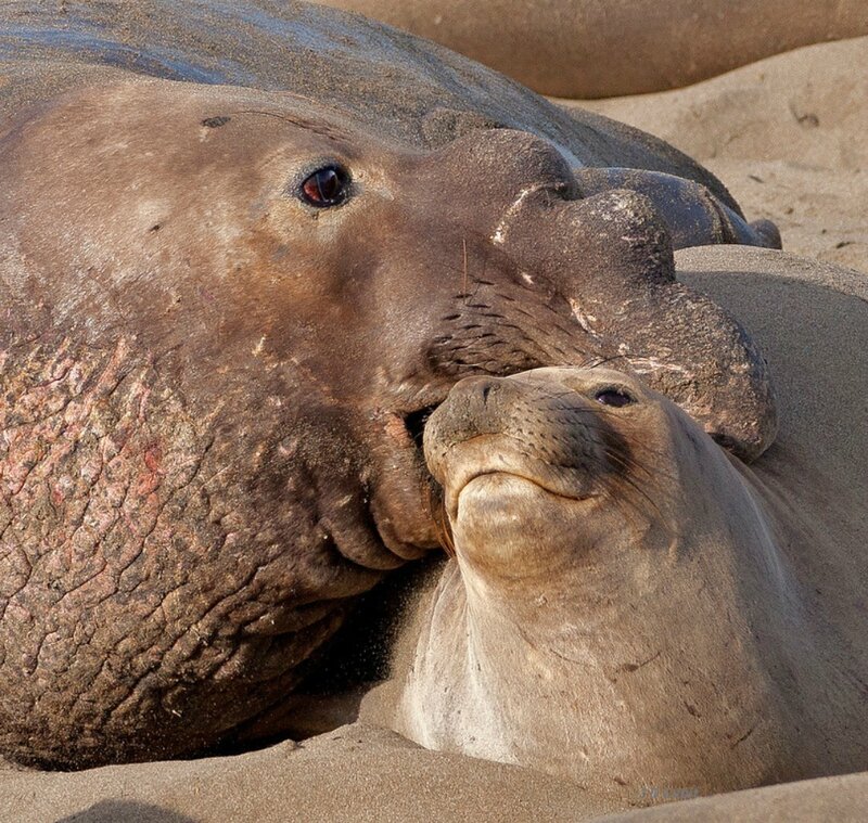 Elephant Seal on Sand — Brown