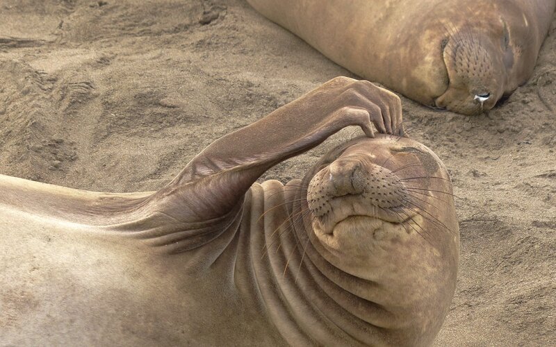Elephant Seal on Sand