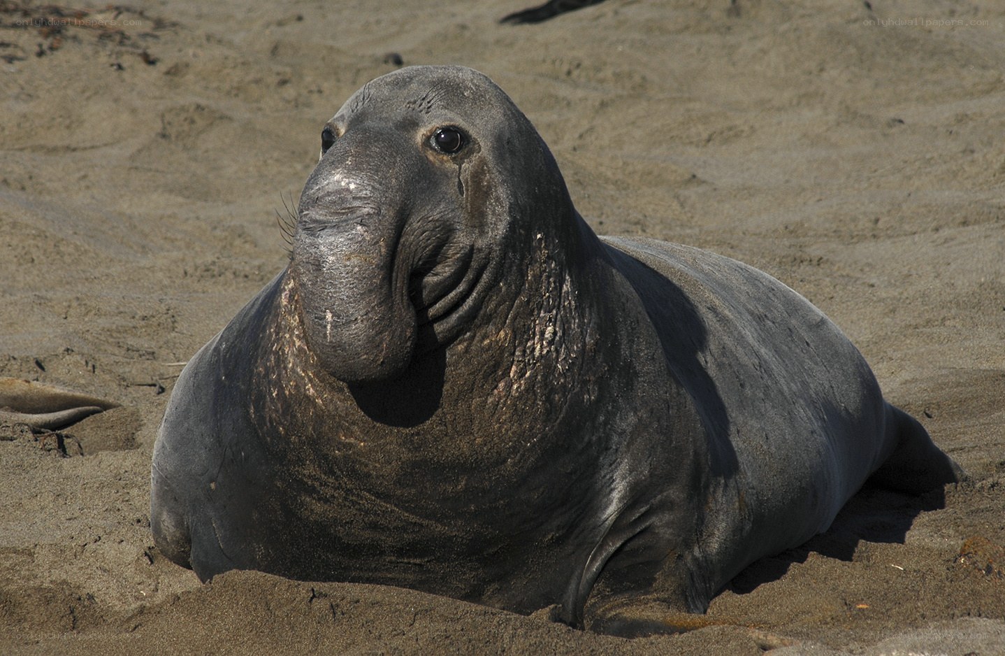 elephant seal on sandy beach