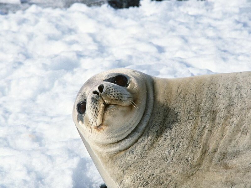 Elephant Seal on Snow