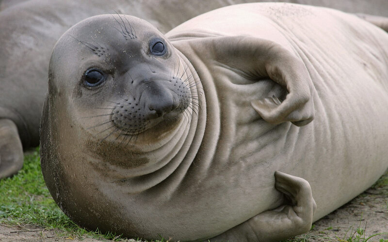 Elephant Seal Pup — Gray