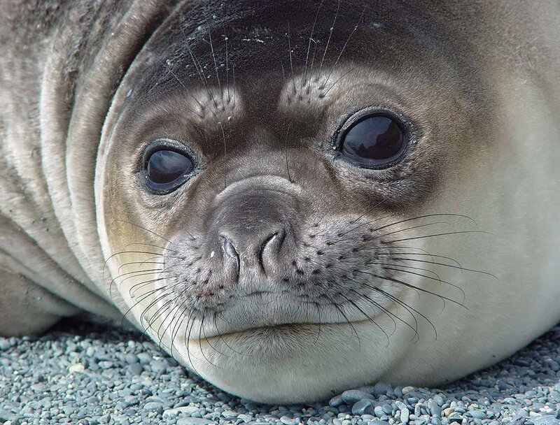 Elephant Seal Pup